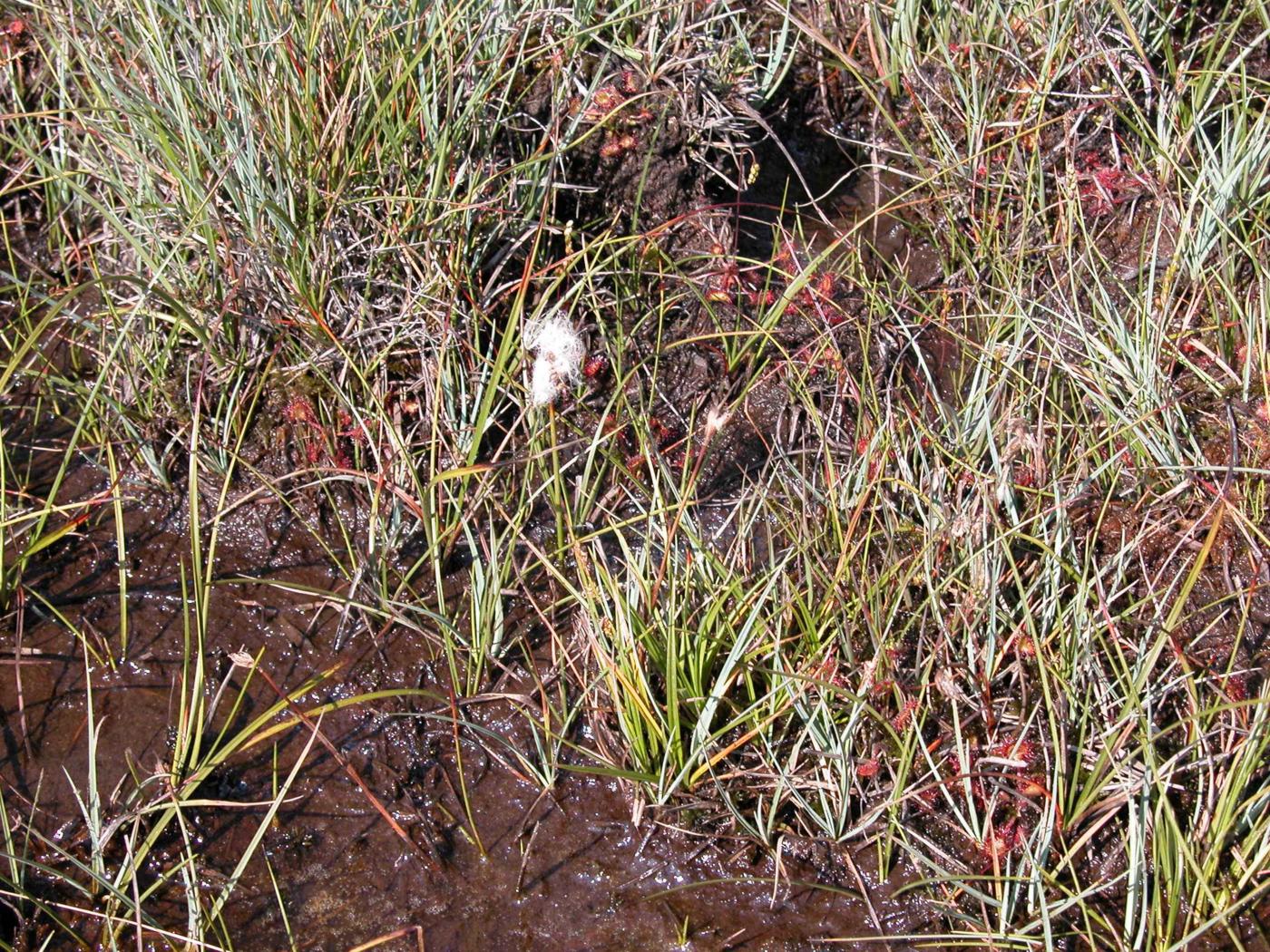 Cotton Grass, Common plant